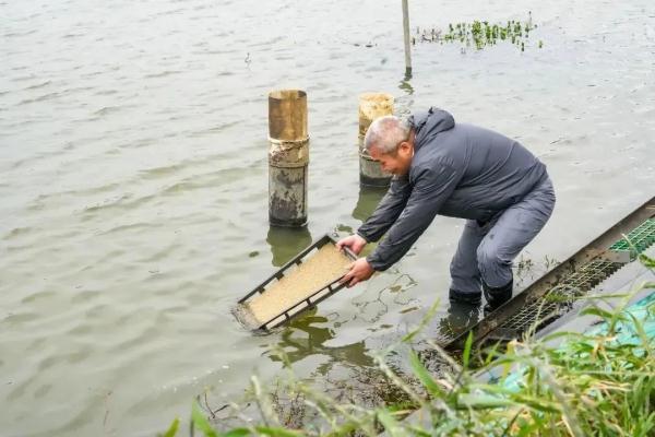 9000斤！“阳澄湖1号”蟹宝宝来啦！