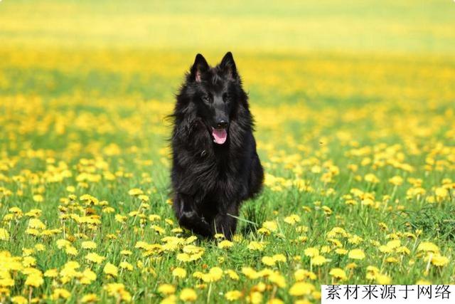 这5点原因，导致马犬价格，断崖式下跌后，依旧无人问津