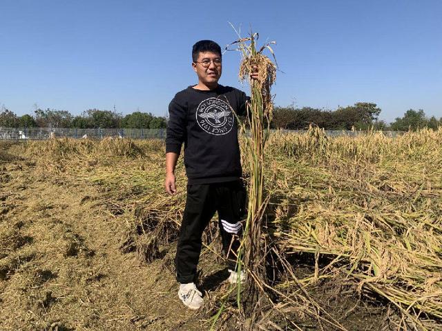 探索“巨型稻+淡水澳龙”种养结合新模式