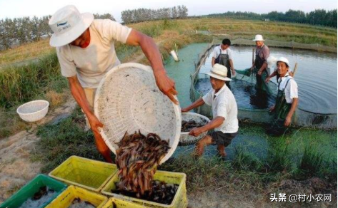 从零教你无土养泥鳅：无土养的产量是泥中养殖的4倍，易捕捞