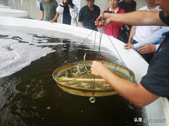 大漠深处的海水养殖场