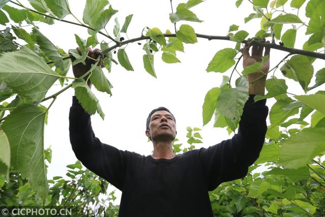 贵州毕节：传统桑蚕养殖助力乡村振兴