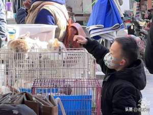 苏州兔子养殖场(售价走高，销量翻倍萌兔成苏州宠物市场“顶流”)