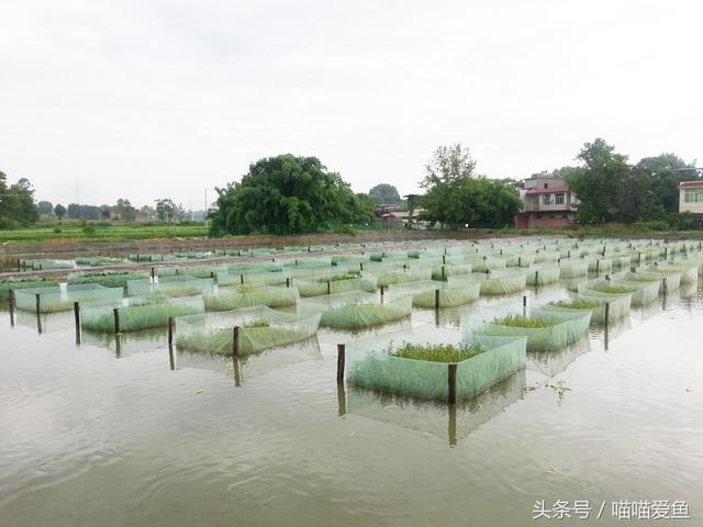 野生黄鳝泥鳅PK人工养殖，谁更好？