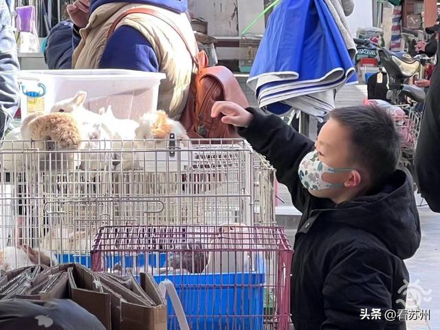 售价走高，销量翻倍！萌兔成苏州宠物市场“顶流”