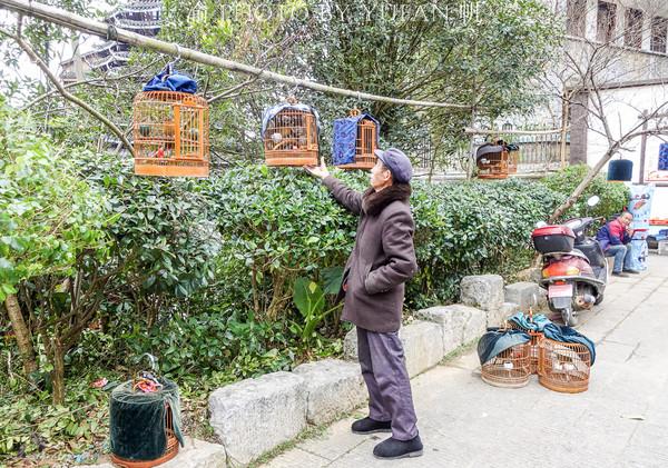 贵州有个小上海，不仅景美人少，还是世界名犬之乡