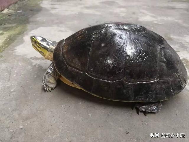 养殖安布闭壳龟面临两大风险——养殖风险和市场风险