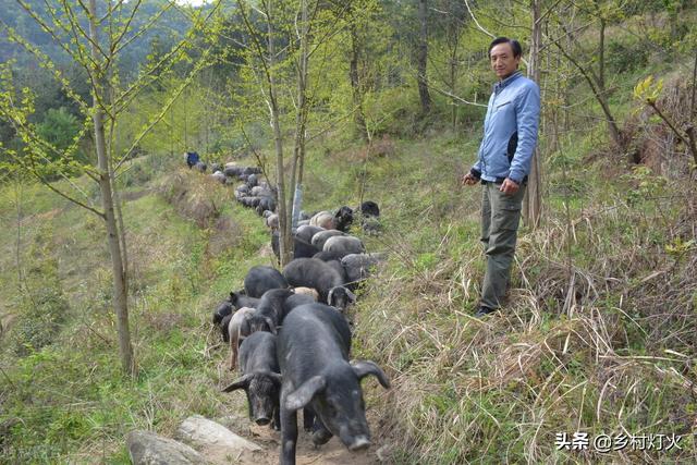 跑山猪的饲养与防疫，如何才能养好跑山猪？