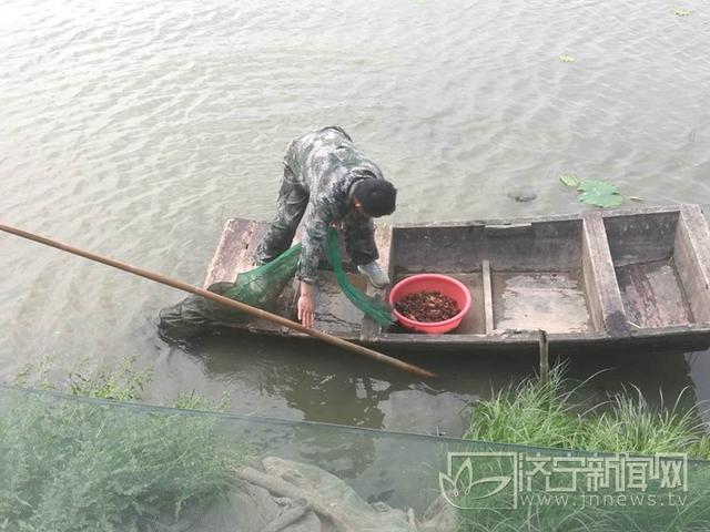 鱼台：藕田套养小龙虾 生态养殖富了寻常百姓家