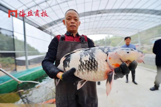 接好运！南安这里将打造福建省最大的锦鲤养殖基地