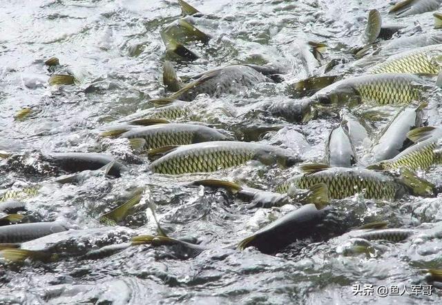 市场上没法人工养殖的几种鱼，纯野生，放心食用