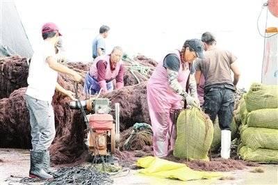 海上种菜？这个可以有，就叫龙须菜，来自荣成