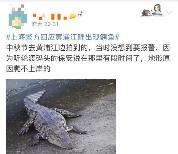 惊呆｜上海黄浦江惊现鳄鱼！警方：还在抓