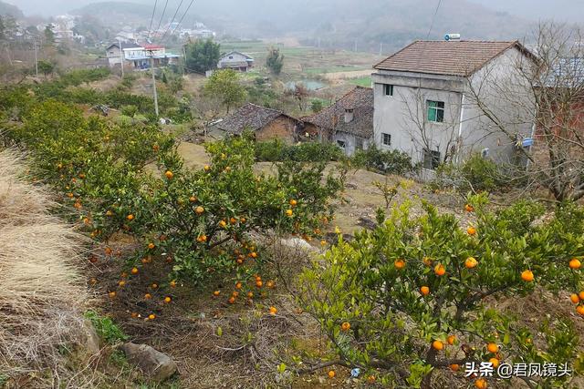 ​影像乡村：宜昌农家庭院饲养土鸡，堆放柴禾；冰箱广告刷在墙上