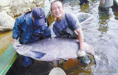 它是四大家鱼之首，1条百余斤重，腌腊鱼是一绝，如今很少人养殖