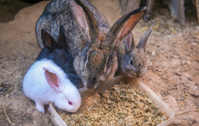 兔子的繁殖力强，可养它的农村人很少，为啥？3个劣势让人担忧