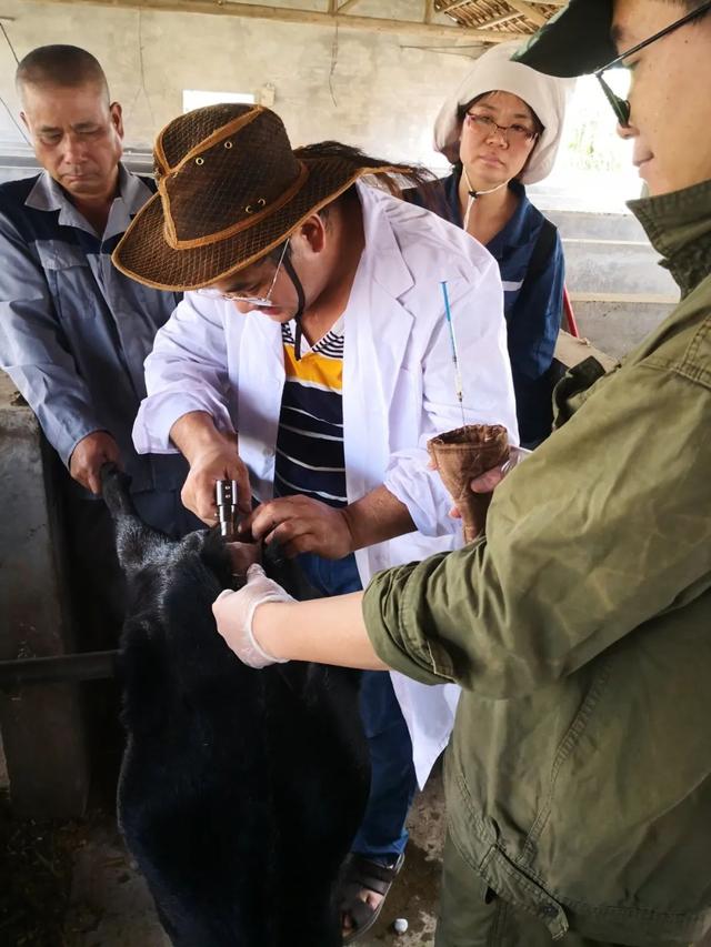 一胎产多羔，马山黑山羊快速繁育技术获得成功