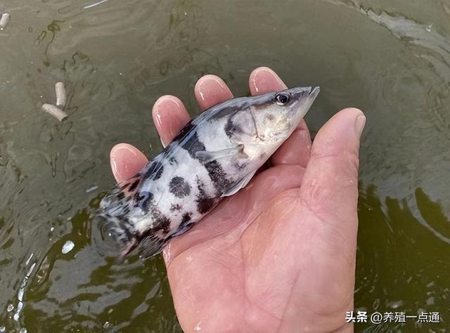 鳜鱼训食，鱼饵鳜PK饲料鳜，配合饲料养殖经验分享