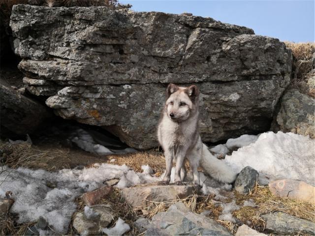 狐狸频现北京，赤狐潭柘寺晒太阳，白狐房山偷鸡蛋，银狐灵山讨食