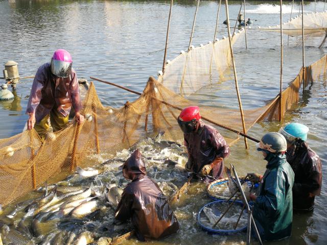 中山刮鱼工时薪50元，养殖场老板抱怨吃不消了