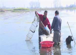 荆州泥鳅养殖(打造淡水渔都 建设水产强市 荆州构建全产业链体系)