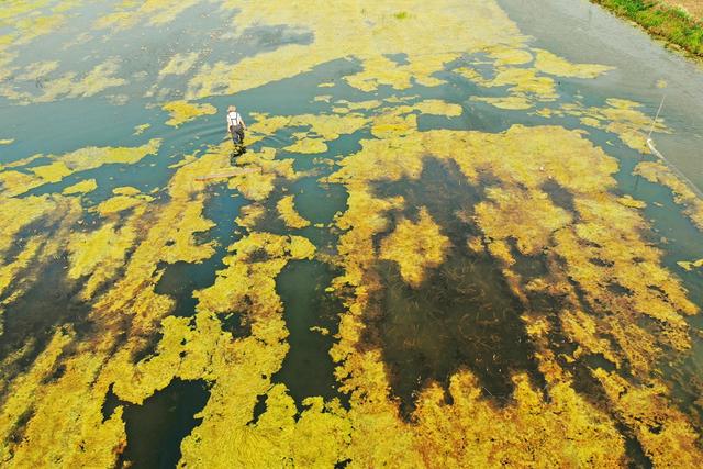 江苏沭阳：清理水体养龙虾