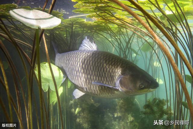 水库主养草鱼混养鲫鱼技术，调整养殖结构与管理模式，增产提质