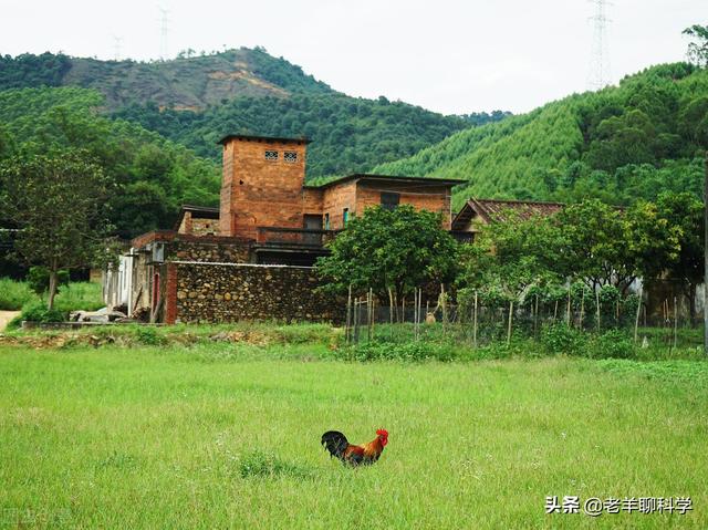 杭州一菜花蛇藏居民床垫下，蛇为何会进家？家蛇到底能不能打？