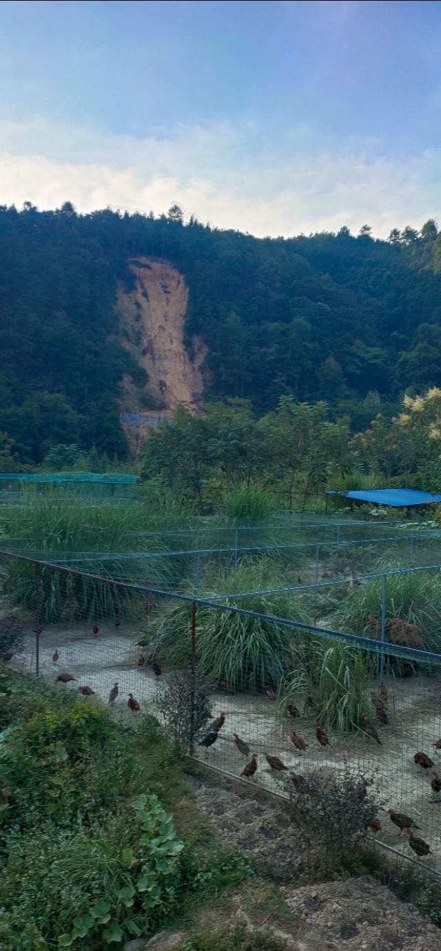 本人根据从事野山鸡养殖七年经验总结一整套养殖资料供大家分享