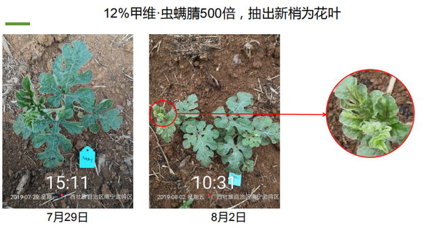 种瓜得瓜？不一定！西瓜打了甲维·虫螨腈，当心全年无收