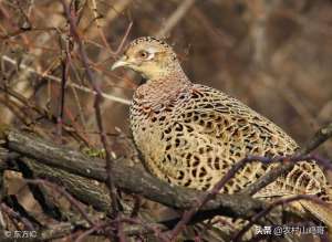 野鸡苗养殖技术(农村野鸡养殖如何使蛋的受精率更高，做好4点野鸡苗出壳率翻倍)