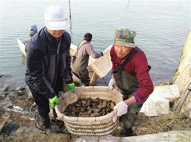 亩产最高300斤！沉睡一冬，青岛春天迎来好“参”情