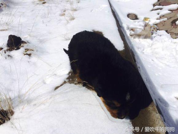 6000块向青海牧民买的藏獒，开车2500千米回家没事獒能学坐卧立吗