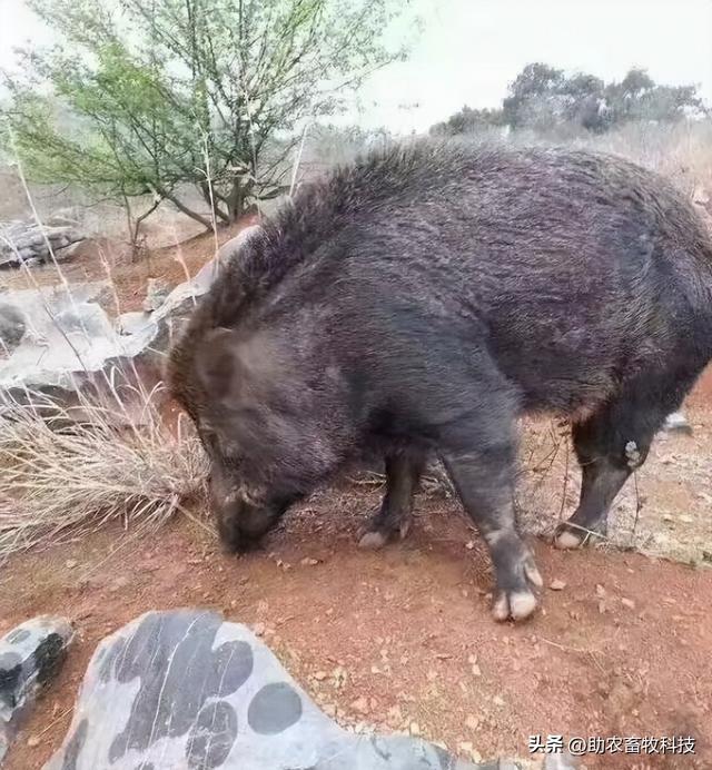 这个猪场长期采用益生菌+中草药养野猪，无抗养殖的效益与销路高