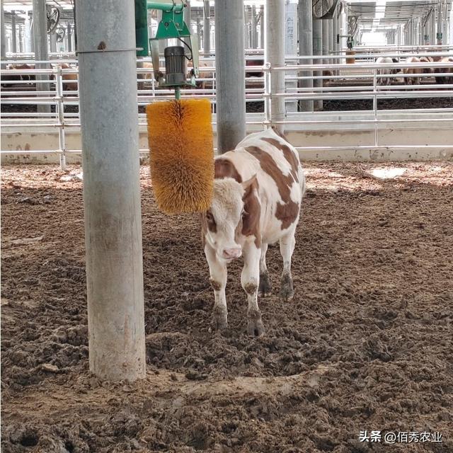 皖北“藏”着一座牛县城，曾是国家贫困县，今成网红打卡地