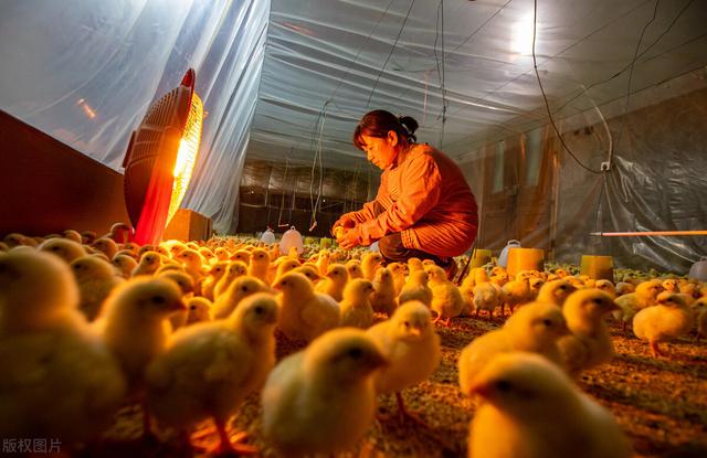 如何养好脱温鸡，需要注意什么要点，掌握好这几点就能养好鸡