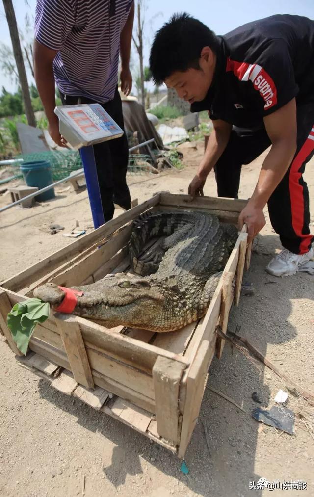 厉害！山东一90后小伙养千条鳄鱼！年入几十万！在老家盖起800平别墅