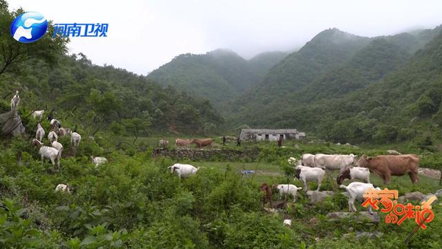 中国“第一牛”竟然在这儿的深山里