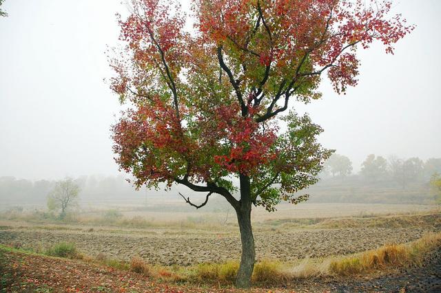 未来农业最赚钱的5树6虫，种养结合，至少能稳赚10年