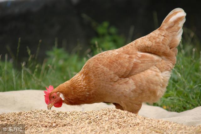 杏花鸡高效饲养管理的四个技术要点