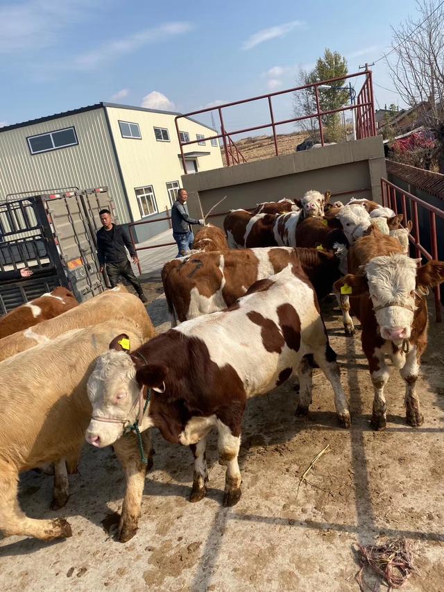 良种肉牛繁育是我国养牛业发展的主体方向，搞好良种繁育迫在眉睫