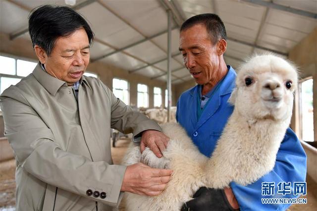 “呆萌”羊驼助力太行山农民脱贫增收