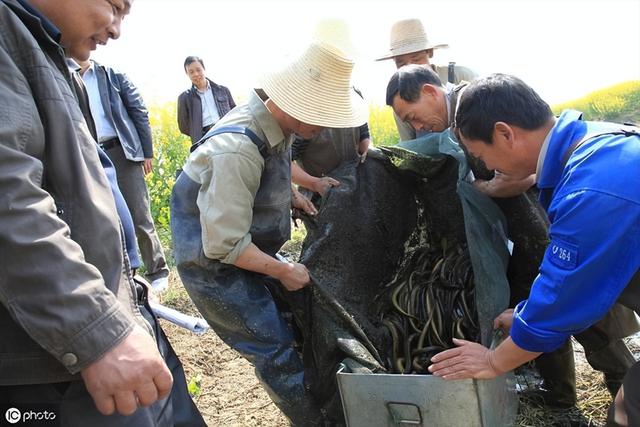 谨小慎微的他养黄鳝〃摸索出最稳妥的养黄鳝方法〃一年狂赚600万