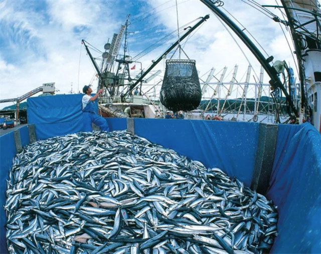 日本平民美食秋刀鱼，连续多年捕获量低迷，还曾怪中国捕捞太多？