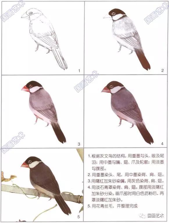 图文教程：一学就会画灰文鸟