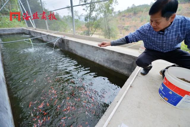 接好运！南安这里将打造福建省最大的锦鲤养殖基地