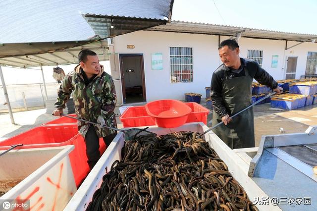 黄鳝喜爱吃的食物有哪些？养殖户一定要知道