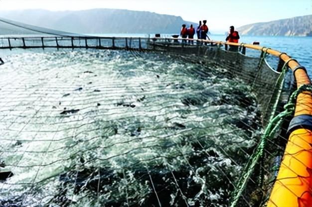 人工饲养虹鳟：水库网箱密度，对于虹鳟福利及生理状况有何影响？