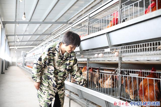 福建长汀：电力邦扶河田鸡养殖