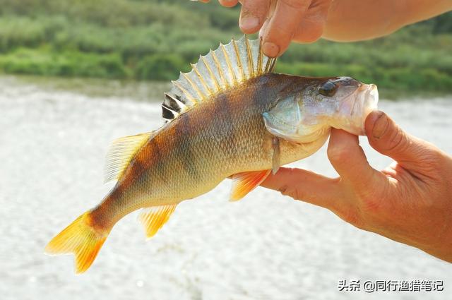 鲈鱼怎么钓？掌握这三种钓法，不怕鱼儿不上钩